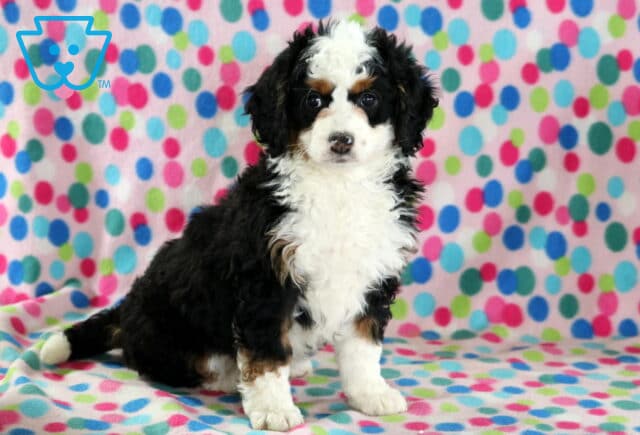 Bambi Mini Bernedoodle image
