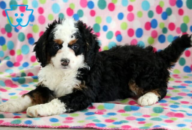 Bambi Mini Bernedoodle2 image