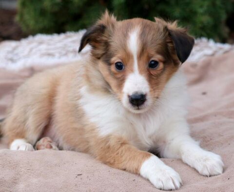 Bambi Sheltie