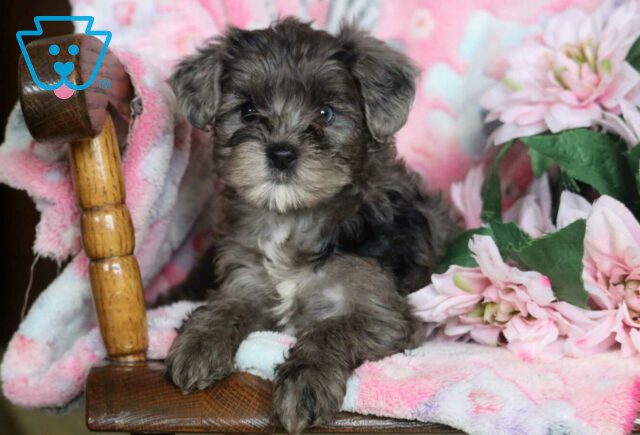 Bambi Yorkiepoo