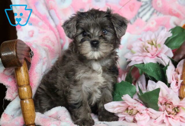 Bambi Yorkiepoo2