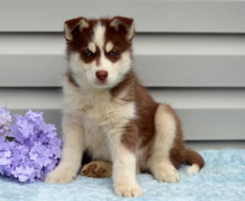 Bandit Husky