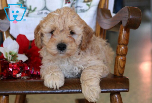 Bandit Mini Goldendoodle image