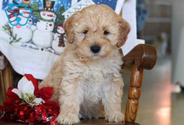 Bandit Mini Goldendoodle2 image