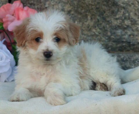 Bandit Pomapoo2