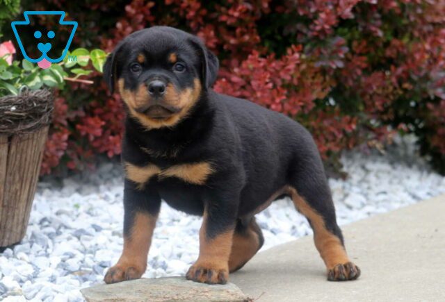 Bandit Rottie