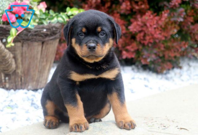 Bandit Rottie2