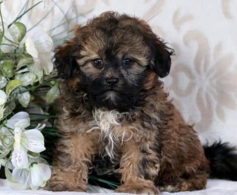 Bandit Shihpoo