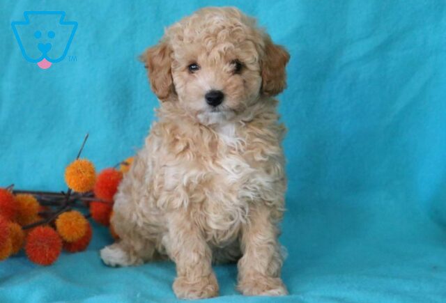 Bandit Toy Goldendoodle image