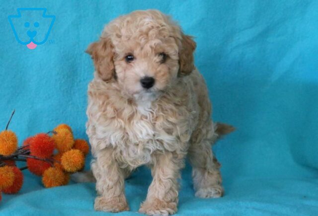 Bandit Toy Goldendoodle2 image
