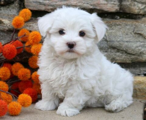 Banjo Maltese