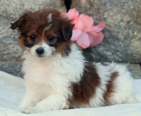 Barbie Pomapoo3