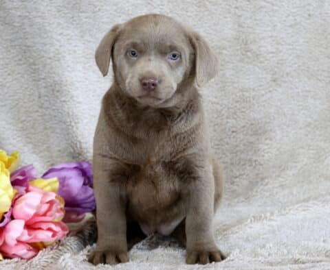 Barbie Silver Lab