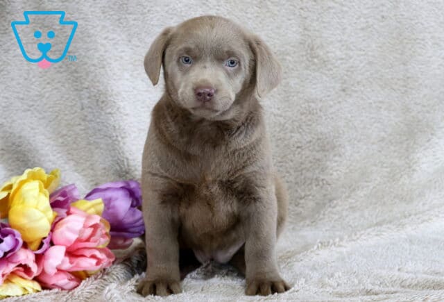 Barbie Silver Lab image