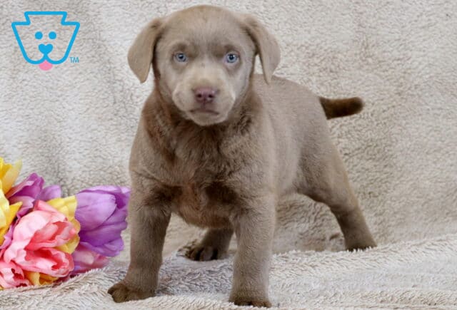 Barbie Silver Lab2 image