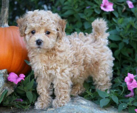 Barker Bichpoo