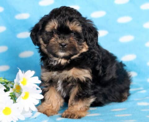 Barkley Shihpoo