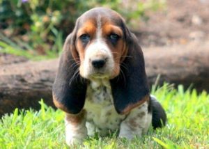 Basset Hound