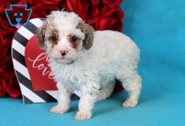 Baxter Toy Poodle image