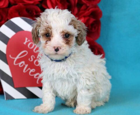Baxter Toy Poodle2
