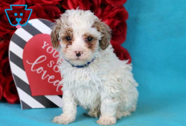 Baxter Toy Poodle2 image