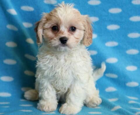 Bayla Cavachon