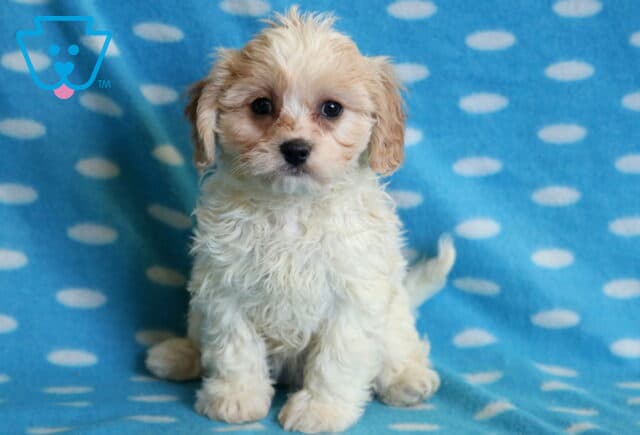 Bayla Cavachon image