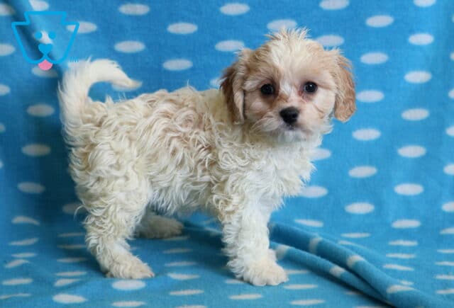 Bayla Cavachon2 image