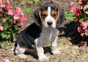 Beagle puppies for sale