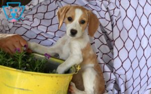Beagle Mix
