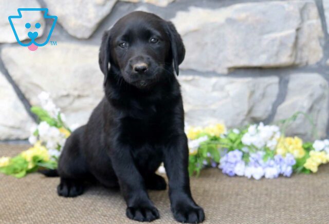 Bean Black Lab