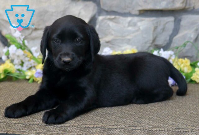 Bean Black Lab2