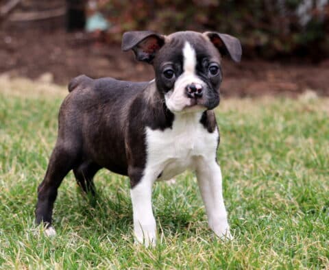 Bean Boston