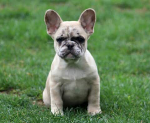 Bean Frenchie2