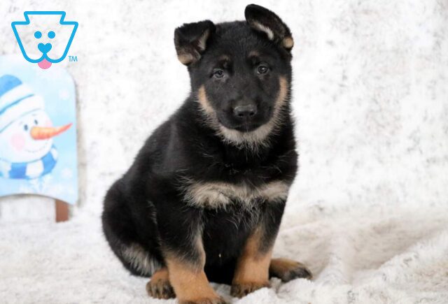 Bean German Shepherd image