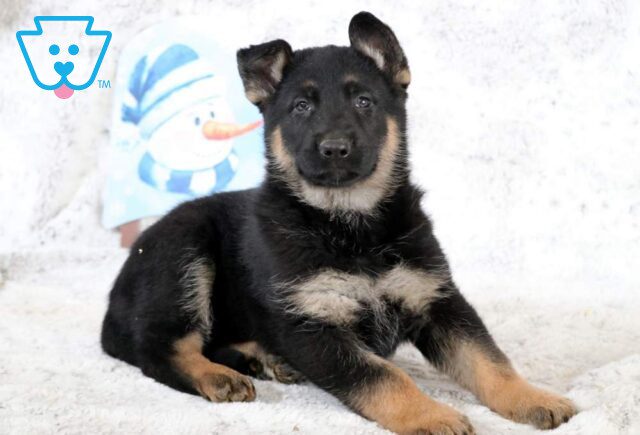 Bean German Shepherd2 image