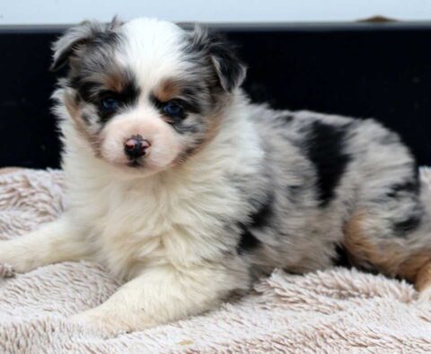 Bean Mini Aussie
