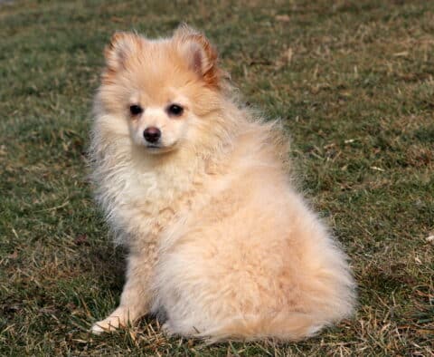 Bean Pom retake2