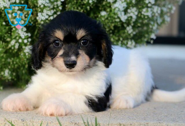 Bear Cavachon image