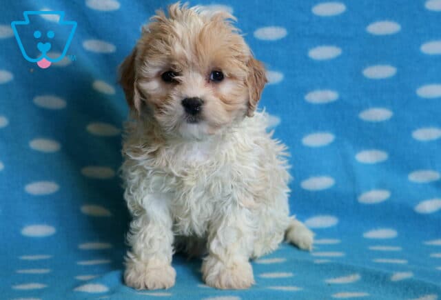Bear Cavachon image