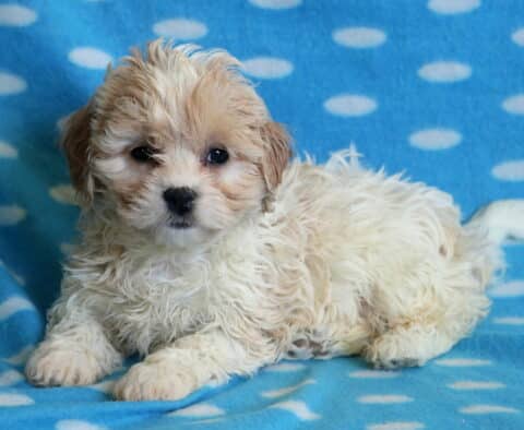 Bear Cavachon2