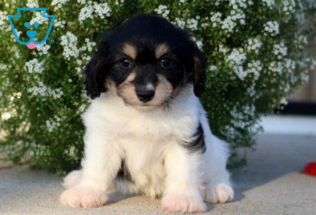 Bear Cavachon2 image