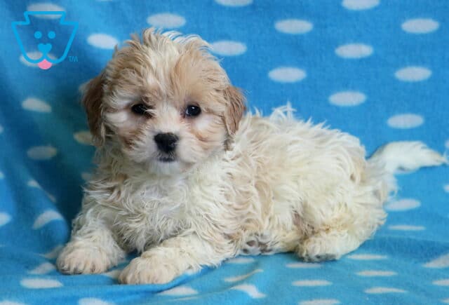 Bear Cavachon2 image