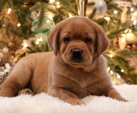 Bear Fox Red Lab