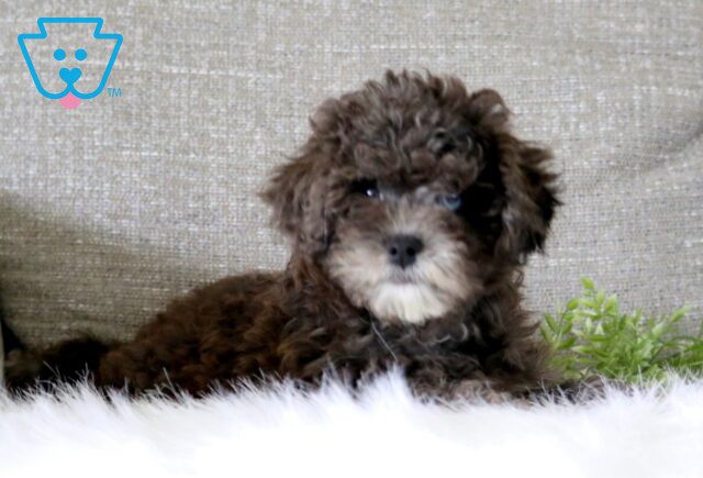 Beauty Cavapoo 1-001