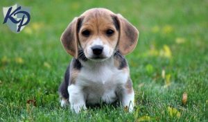 jackabee puppies for sale