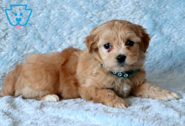 Beethoven Maltipoo image