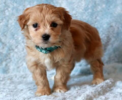 Beethoven Maltipoo2
