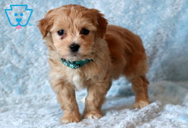 Beethoven Maltipoo2 image