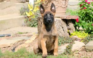 Belgian Malinois puppies for sale